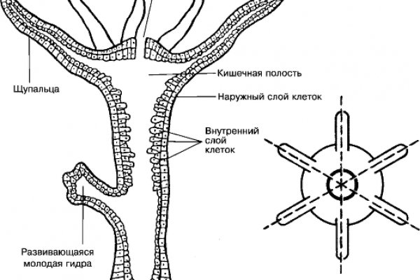 Омг анион зеркало