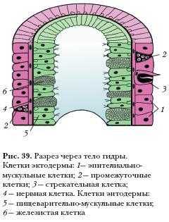 Omg omgruzxpnew4af onion com омг сайт