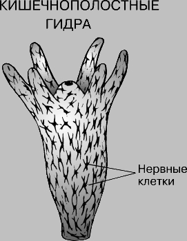 Ссылка на мегу в тор онион mega9webe