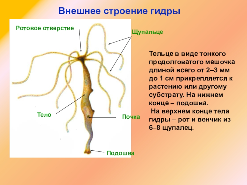 Ссылка сайт кракен